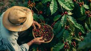 Poudre de café premium - Café soluble instantané Conilon (Robusta) / Arabica de Minas Gerais Brésil - Product Image 5