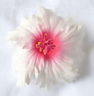 H003: White red center