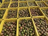 Bevroren Passievruchtenpuree Vertrouwd Door Wereldwijde Importeurs