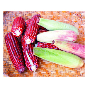 Nouvelle récolte 680 tonnes de maïs rouge séché biologique pour la consommation humaine et l'alimentation animale vente de qualité standard - Product Image 5