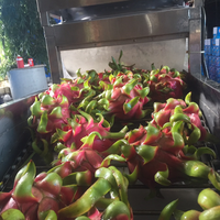 Hot & Speciaal Verkopen Hoge Kwaliteit & Goedkope Prijs Vers Drakenfruit/Verse Pitahaya Van Vietnam
