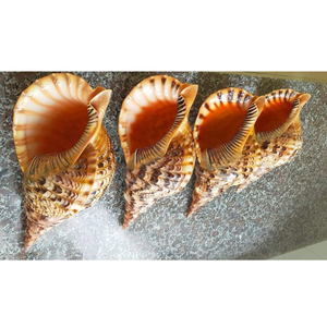 Venta al por Mayor de Conchas de Caracol Trompeta Gigante de Vietnam: Charonis Tritonis - Product Image 2