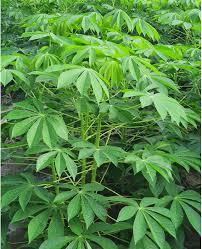 Iqf manioc แช่แข็งจำนวนมากแยกผักสีเขียวจากธรรมชาติที่สะอาดสำหรับ B2B การค้าระหว่างประเทศ - Product Image 5