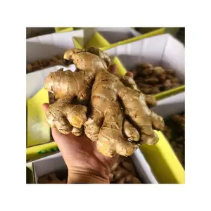 FRESH GINGER WITH PREMIUM QUALITY BEST SELLER TO USA & EUROPE Fresh Ginger