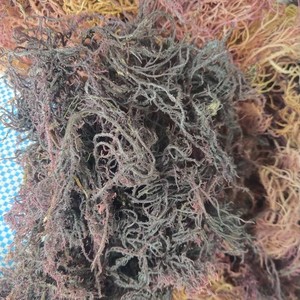 สาหร่ายทะเลมอสแห้งจากเวียดนาม Eucheuma cottonii สาหร่ายสีทองไอริช - Product Image 3