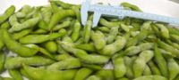 Vente en gros en vrac de soja surgelé IQF, edamame vert, haricots verts jeunes, Akina