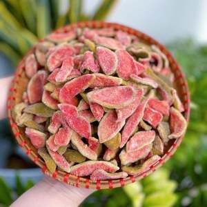 Vietnam doux séché goyave délicieux collation tropicale saveur aigre-douce qualité supérieure exportation en gros - Product Image 3