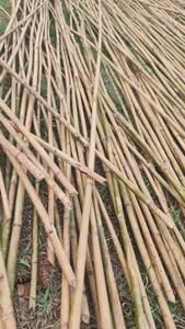 Fabricante de Estacas de Bambú para Horticultura, Soporte para Plantas de Tamaño Personalizado - Product Image 5