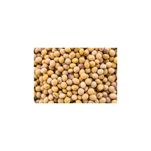Meilleure vente de soja jaune biologique sans OGM à haute teneur en nutriments séché Nouvelle arrivée fabricant du marché indien emballé en vrac - Product Image 4