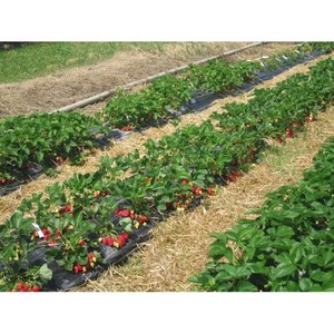 Distanziatore per Fragole, Distanza tra le File 40 cm - Distanza tra i Kg 50 - Product Image 1