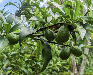 Hojas de aguacate orgánicas Premium para té 100% naturales, secadas al sol, sin químicos - Product Image 4