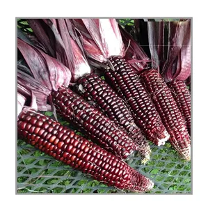 Maíz blanco seco asequible al por mayor de Tailandia de alta calidad directo de fábrica a la venta - Product Image 3