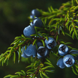 Juniper Berries Bulk Wholesale New Season Premium Organic Natural Dried Supply With Private Label Packaging OEM Service - Product Image 2