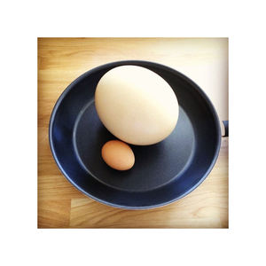 Huevos Frescos de Avestruz de Alta Calidad para Venta al por Mayor a Distribuidores y Minoristas - Product Image 3