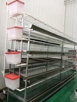 Nouveau système de cages automatiques de type H galvanisé à chaud avec 3 à 8 niveaux, facile à nettoyer, pour élevages avicoles commerciaux modernes