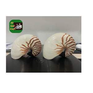 CÁMARA DE CONCHA DE MAR ARTESANÍA HECHO A MANO AL POR MAYOR FIGURAS DECORATIVAS NATURALES ACCESORIOS DE JOYERÍA ÚNICO DECORACIÓN DEL HOGAR VIETNAM - Product Image 4