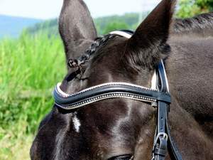 Bords de tuyauterie en cristal de courbe stellaire U bride anatomique de forme libre rembourrée - Product Image 6