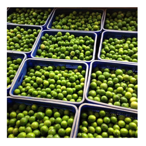 Lime congelé du Vietnam tranché et congelé pour les marchés mondiaux idéal pour l'assaisonnement des boissons de marinade et l'utilisation en cuisine professionnelle - Product Image 5