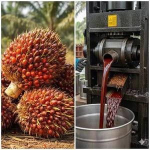 น้ำมันปาล์มแดงบริสุทธิ์ 99% คุณภาพสูงสุด จากยาลา ประเทศไทย - Product Image 3
