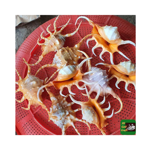 Coquillages cauri coquillages naturels Leporicypraea Mappa de haute qualité et meilleur vendeur prix compétitif du Vietnam - Product Image 6