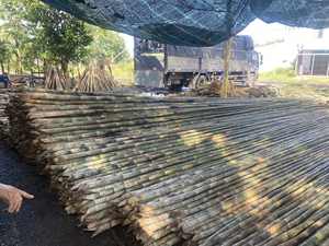 Pôles de bambou de qualité assurée, récoltés et traités pour une résistance supérieure, une longévité et des normes d'exportation internationales - Product Image 2