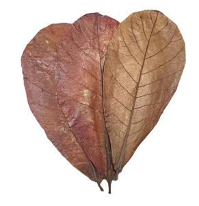 Vente en gros 21-25 cm plastique Terminalia Catappa feuilles paquet de 250 pour Bettas poisson produits pour animaux de compagnie - Product Image 4