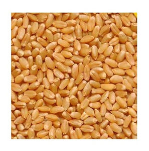 Granos de Trigo Suave Naturales Secos Orgánicos a Granel en Oferta - Product Image 3