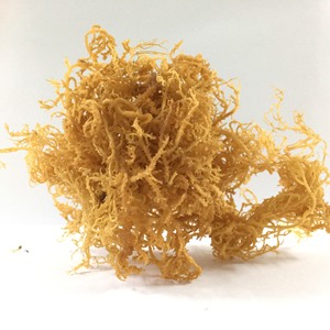 Material Making Sea Moss Gel Natural Sea Moss for Export Wholesale Eucheuma Cottonii Physiological Products - Product Image 1