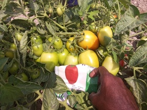 Graines de tomates hybrides Moon Star SARDAR F1 - Pureté 99,9% - Taux de germination 90% - Durée de conservation de 2 ans - Product Image 6