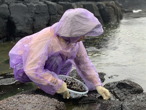 Deshidratar algas negras secas Caulerpa Lentillifera de Vietnam buen precio - Product Image 3