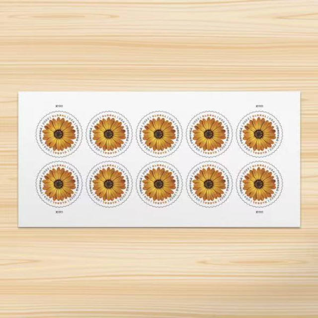 Marguerite africaine 2022 500374-D2-33-22HZJ