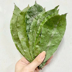 Vietnam Soursop Leaf Tea High Quality Herbal Tea - Product Image 1