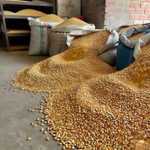 ข้าวโพดหวานสีเหลืองและสีขาว/ข้าวโพดเลี้ยงสัตว์สำหรับมนุษย์และปราศจากจีเอ็มโอตากแห้งสำหรับการบริโภคของมนุษย์ - Product Image 1