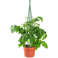 En mars, Supports de jardin en plastique extrudé pour tomates vertes et concombres, lot de 40 pièces, 11 mm x 180 cm
