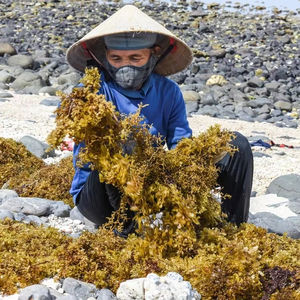 Vente en gros d'extrait de sargasses séchées Henslowianum Gulfweed engrais pour l'alimentation animale et alimentaire produit agricole - Product Image 4