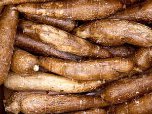 Cassava fraîche biologique de haute qualité en provenance des États-Unis, paquet de 10 kg avec une durée de conservation de 24 jours, vente directe d'usine - Product Image 6