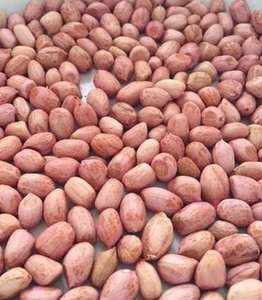 Cacahuetes Enteros Frescos de Primera Calidad TJ, Tostados, Crujientes, Refrigerio Natural, Alto en Proteínas, Sin Gluten, Sin OMG, para Hornear, 50 KG - Product Image 1