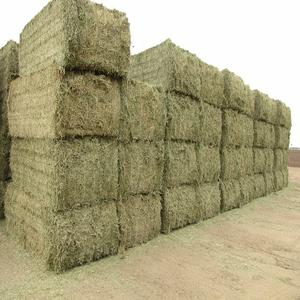 Pacas de Heno de Alfalfa Pura de Alta Calidad - Alimento para Animales de la Mejor Calidad para Caballos, Cerdos y Peces a Buen Precio - Product Image 1