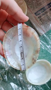 Coquillages naturels vietnamiens pour bébés allaités, artisanat en coquillages de limpets pour soutien-gorge. Contactez-nous au +84 767 550 132 pour obtenir le meilleur prix. - Product Image 5
