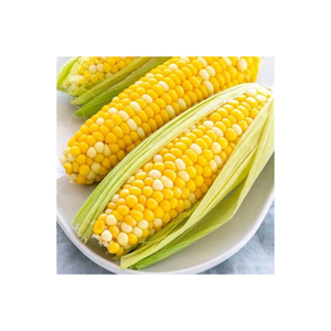 Maïs jaune sans OGM séché pour la consommation humaine et l'alimentation animale Maïs jaune/ - Product Image 3