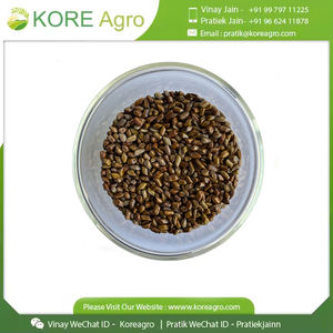 100% semillas secas naturales de Cassia Tora Extracto de hierbas y extracto de semillas cultivo salvaje producto puro - Product Image 3