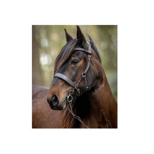 บังเหียนม้าอังกฤษสไตล์ใหม่คุณภาพดีที่สุด - Product Image 1