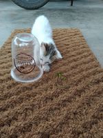 Tapis pour animaux de compagnie pour chats, accessoires pour animaux de compagnie en noix de coco, tapis/tapis à gratter naturel pour animaux de compagnie, jouet à gratter pour animaux de compagnie, tapis de yoga en fibre de noix de coco pour chiens
