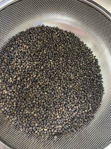 Té de Semillas de Papaya Secas de Alta Calidad, Té de Hierbas con Sabor a Flores, Hecho en Vietnam, Calidad de Exportación - Product Image 6