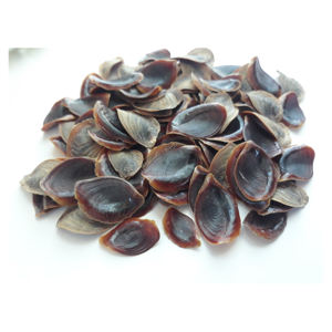 Opercules de coquillages en vrac, coquilles marines naturelles pour l'encens - Product Image 5