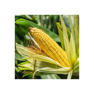 Maíz Amarillo Glutinoso Seco de Alta Calidad al por Mayor de EE. UU. para Alimentación Animal y Consumo Humano (Certificado HACCP) - Product Image 3