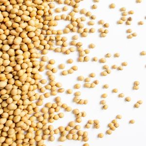 Soja séché en gros, emballage en vrac, haute qualité, 25 kg, qualité alimentaire - Product Image 1