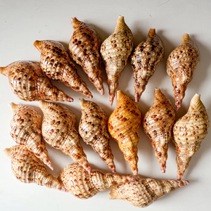 Coquille de trompette naturelle et coquille de triton, adaptées à la décoration intérieure, au style d'intérieur, à la photographie et à la présentation. - Product Image 1