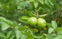 Yabani Guava Meyve Ekstresi Tozu Doğal Gıda Sınıfı Gıda ve Takviyeler İçin Toplu Tedarik ve Tayland'dan OEM Üretici