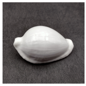 Conchas de cauri de huevo blanco de alta calidad de Vietnam para diseños hechos a mano tamaño 5-8cm - Product Image 2